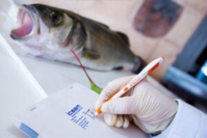 Curso Guía de Buenas Prácticas sectores alimentarios
