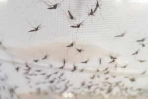 Cómo eliminar el mosquito tigre | Control de plagas