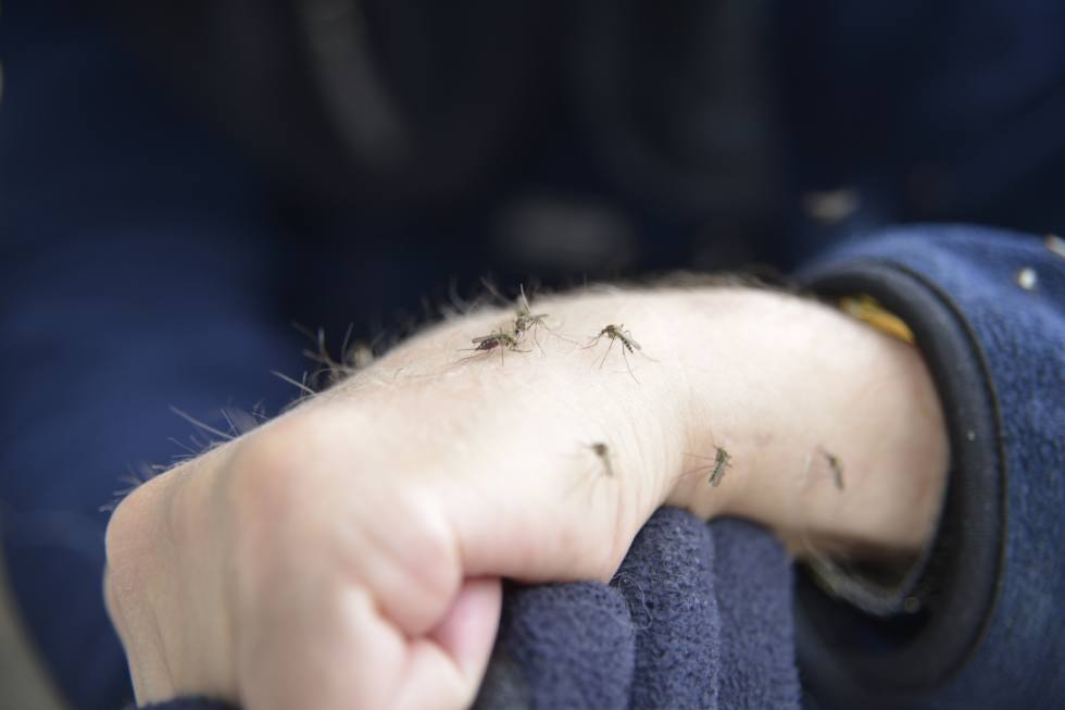 Cómo eliminar el mosquito tigre | Control de plagas