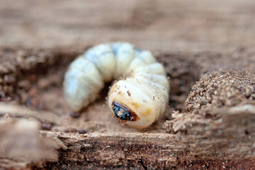 Diferencia entre carcoma y termita - Blog de Contraplagas Ambiental