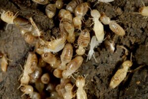 Eliminación de termitas