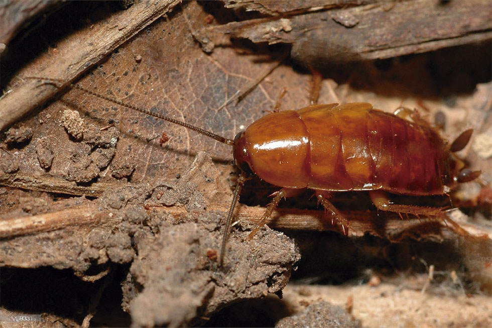 Cucaracha germánica (Blattella geramanica) en una trampa Blanko – El  desinsectador y desratizador