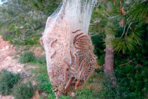 Procesionaria del pino | Control de plagas