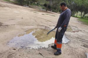 Mosquito tigre | Control de plagas