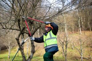 Curso de poda de árboles frutales