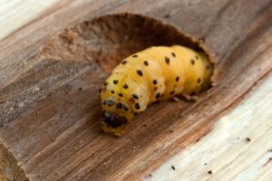 Proteje tu hogar de la carcoma