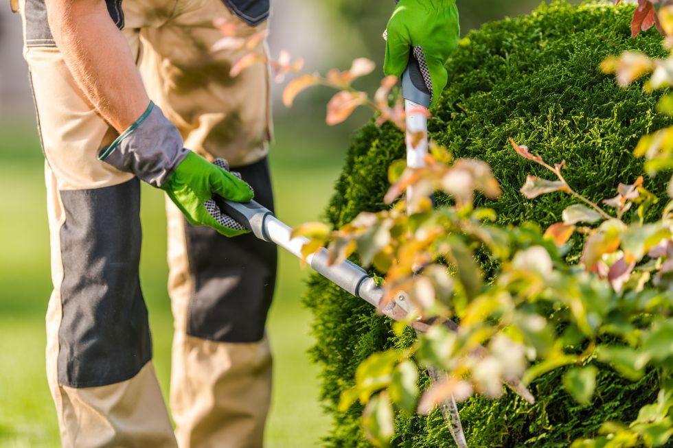 Curso de poda y mantenimiento de jardines