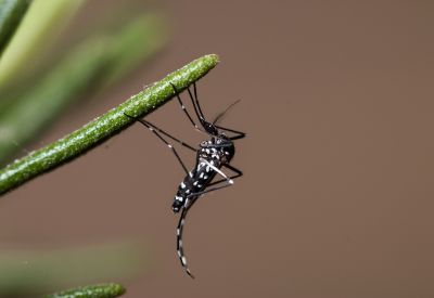 Control del mosquito tigre