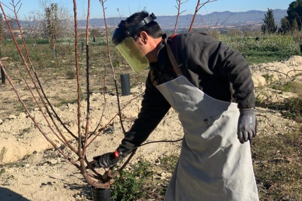 Curso de poda de árboles