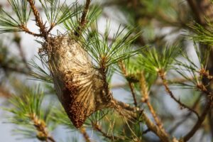 Cómo eliminar la procesionaria