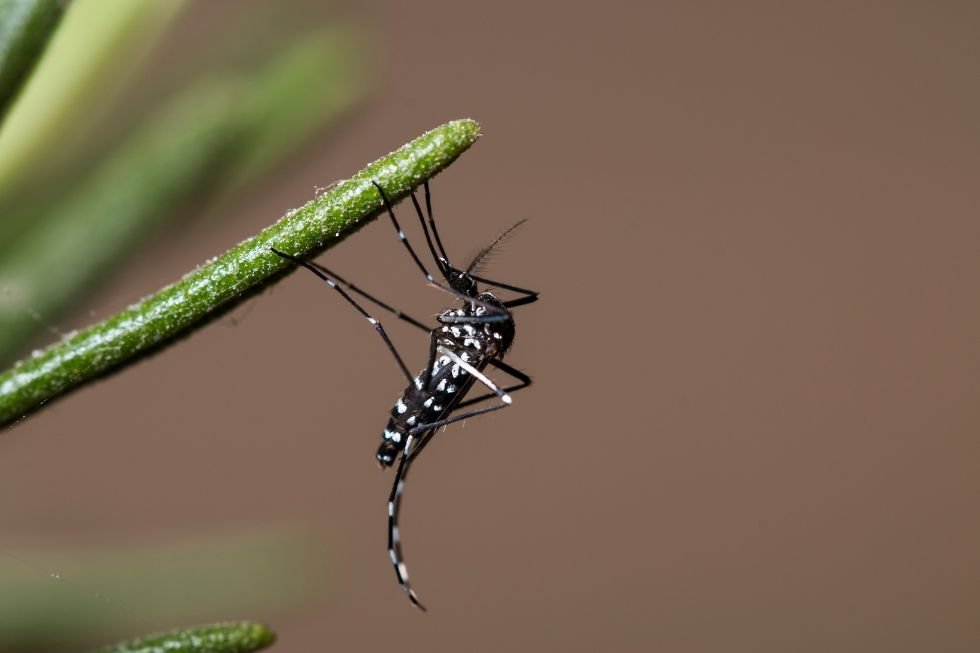 Cuando comienza la temporada del mosquito tigre