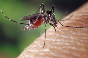 Temporada del mosquito tigre
