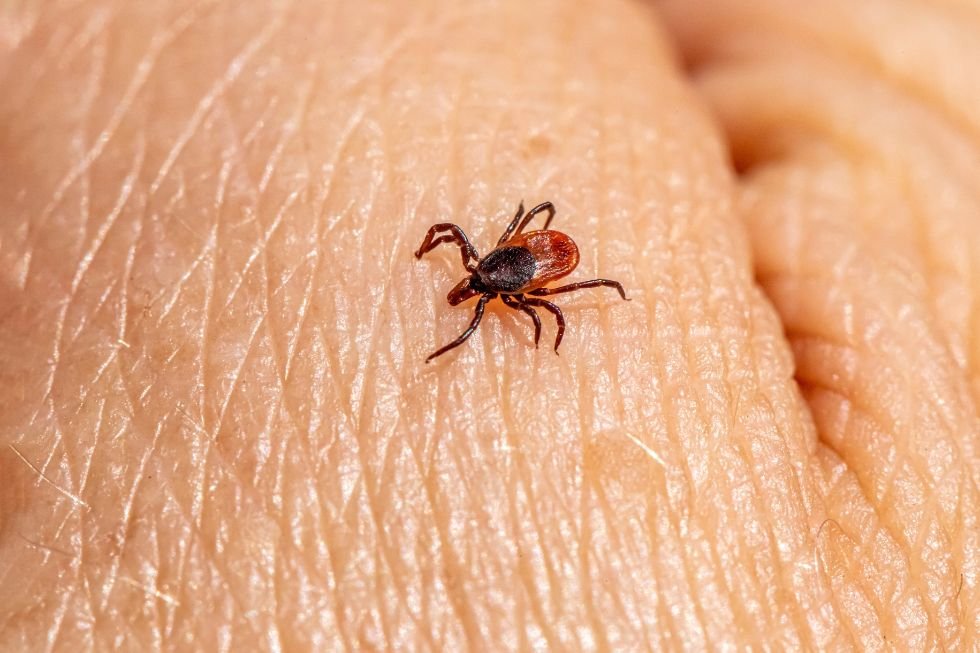 Insectos que transmiten enfermedades