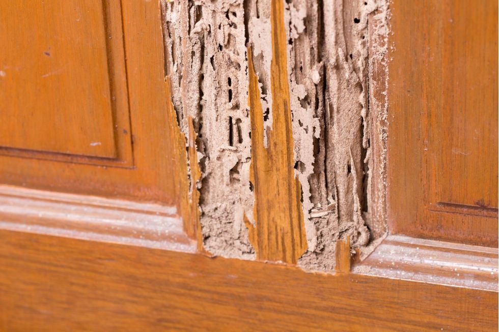Prevención de termitas en edificios de madera