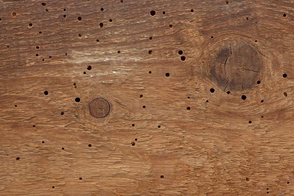 Tratamiento contra la carcoma de madera