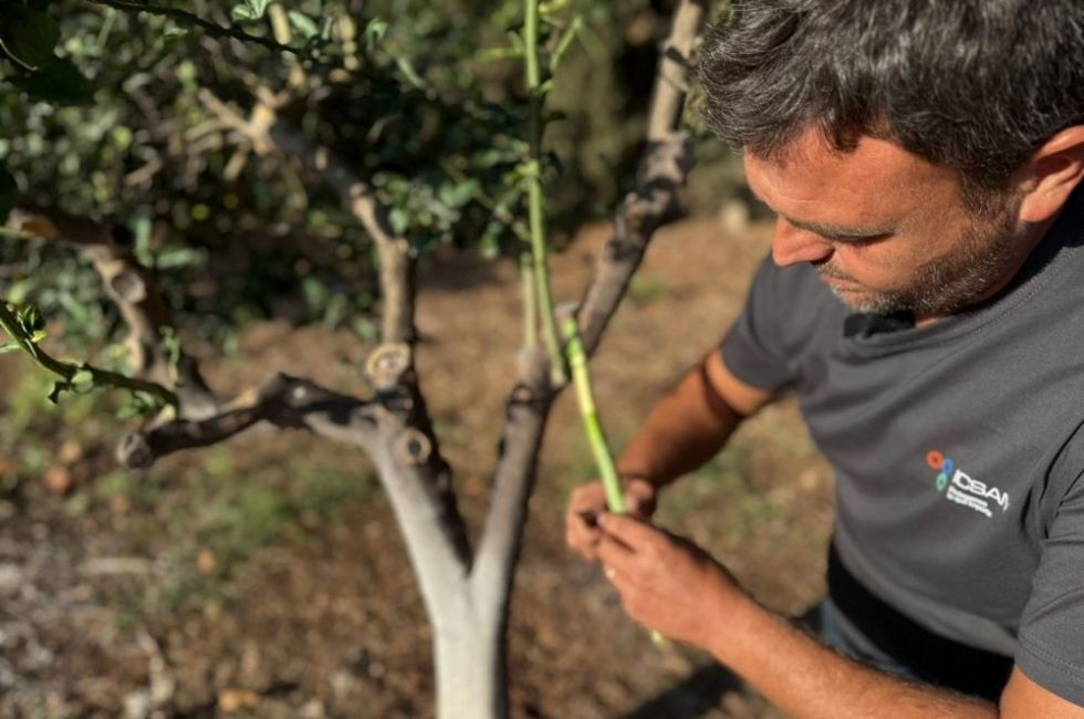 Curso de injertos - ICSAM