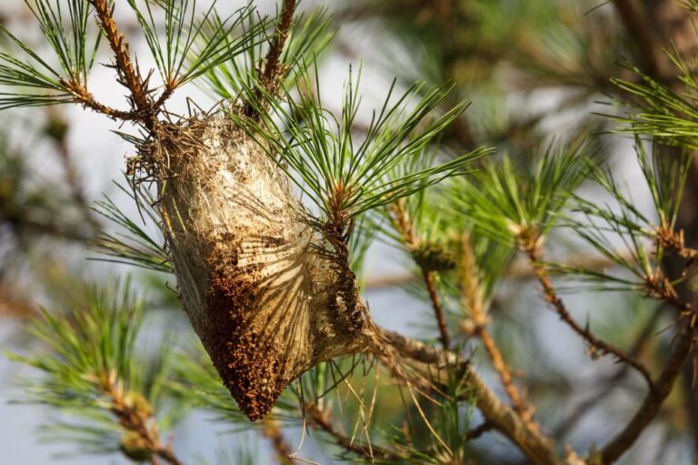 Imagen de un bolsón de procesionaria