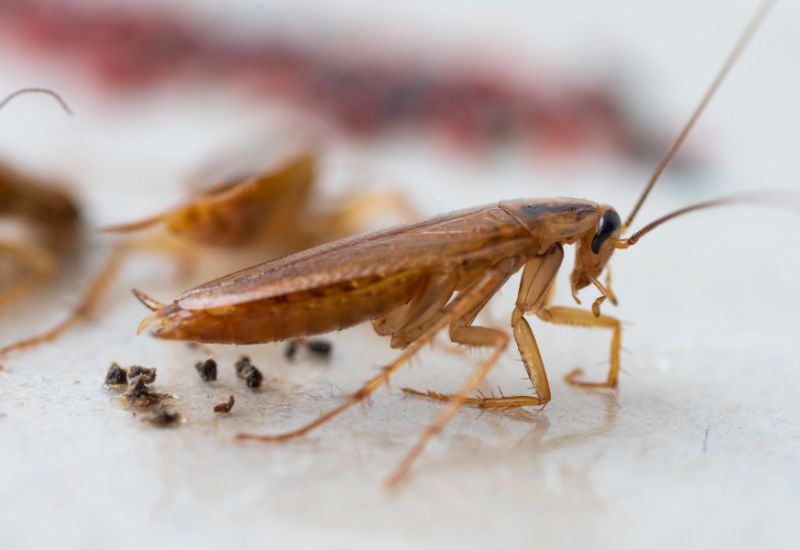 Cucaracha germánica