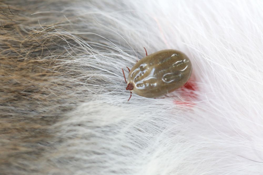 Imagen de garrapata en un perro