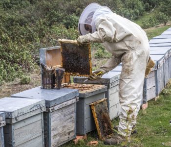 Roberto Calvo Saenz, apicultor en Santa Marina, valle del jubera. abejas, miel, panales